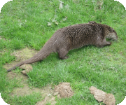 Otter on river bank