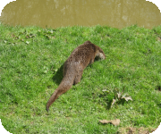 Otter habitat surveys
