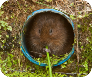 Water Vole in pipe