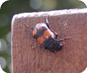 Beetle close up