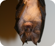 Bat Research projects including radio tracking mist netting and ringing species