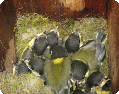 Young birds in a nest box