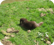 Otter habitat management advice