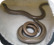 Slow worms