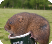 Water vole habitat surveys